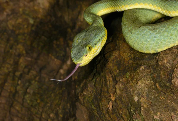 Bamboo Pit Viper Flicking tongue, Trimeresurus gramineus, Matheran, Maharashtra, India — ストック写真