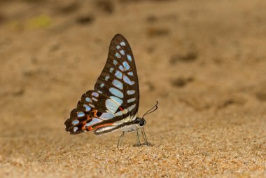 Jay, Graphium doson, Kelebek, Garo Hills, Meghalaya, Hindistan