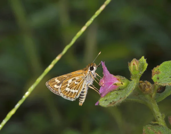 Κοινό Βέλος Grass, Taractrocera maevius, πεταλούδα, Garo Hills, Meghalaya, Ινδία — Φωτογραφία Αρχείου