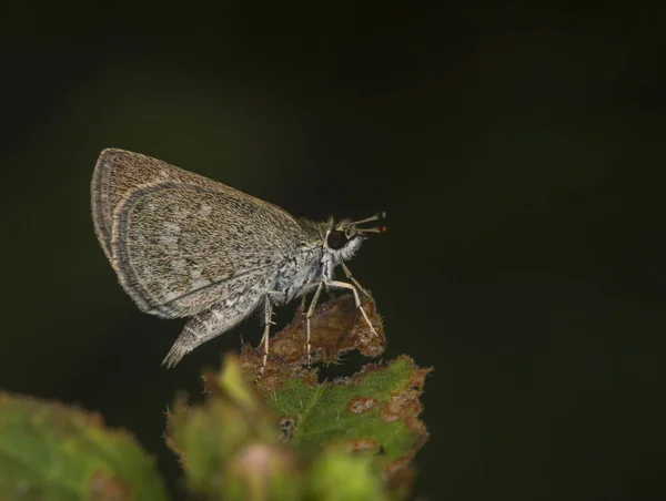 Pygmee schrobben Hopper, Aeromachus pygmaeus, vlinder, Garo Hills, Meghalaya, India — Stockfoto