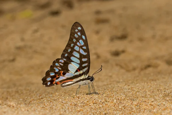 Jay, Graphium doson, fjäril, Garo Hills, Meghalaya, Indien — Stockfoto