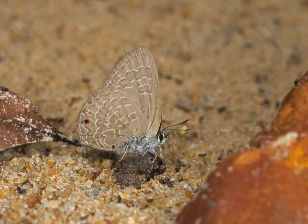 Vanlig Ciliate Blue, Anthene emolus, fjäril, Meghalaya, Indien — Stockfoto