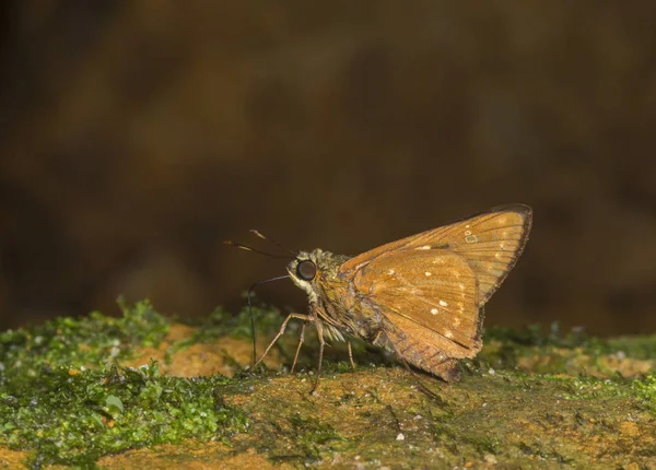 Gebändertes Stroh-Ass, Pithauria marsena, Schmetterling, Garo-Hügel, Megalaya, Indien — Stockfoto