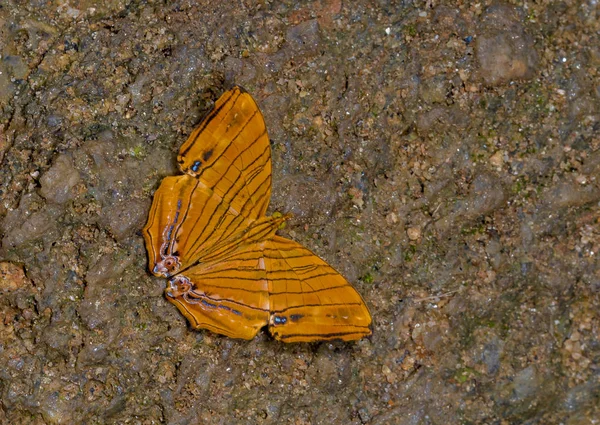 Almindelig maplet, Chersonesia risa, sommerfugl, Garo Hills, Meghalaya, Indien - Stock-foto