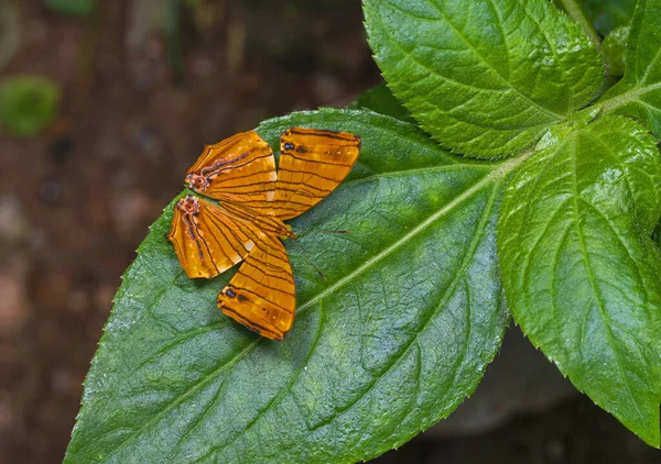 Common maplet, ChersonMicronesia risa, butterfly, Garo Hills, Meghalaya, India — 图库照片