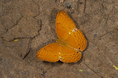 Yeoman, Cirrochroa tyche, Kelebek, Garo Hills, Meghalaya, Hindistan