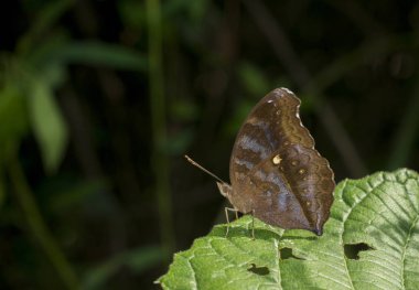 Chocholate Pansy, Junonia iphita, kelebek, Garo Hills, Meghalaya, Hindistan