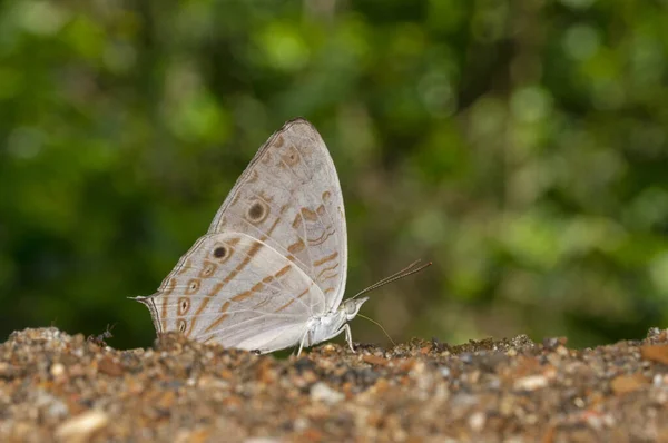 Marbeled Map closed Wing, Cyrestis cocles, butterfly, Garo Hills, Meghalaya, India — стоковое фото