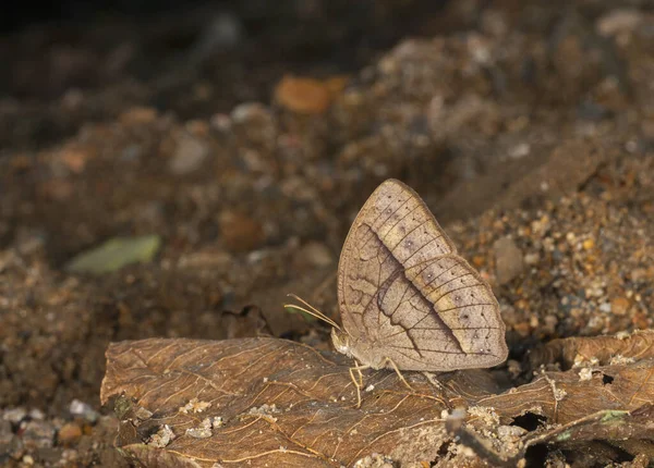 Mycallesis Sp, pillangó, Garo Hills, Meghalaya, India — Stock Fotó