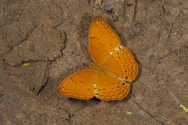 Vanlig Yeoman, Cirrochroa tyche, fjäril, Garo Hills, Meghalaya, Indien — Stockfoto