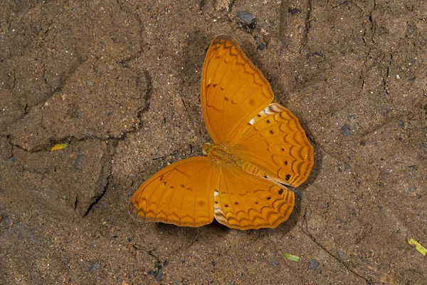 Common Yeoman, Cirrochroa tyche, butterfly, Garo Hills, Meghalaya, Индия — стоковое фото