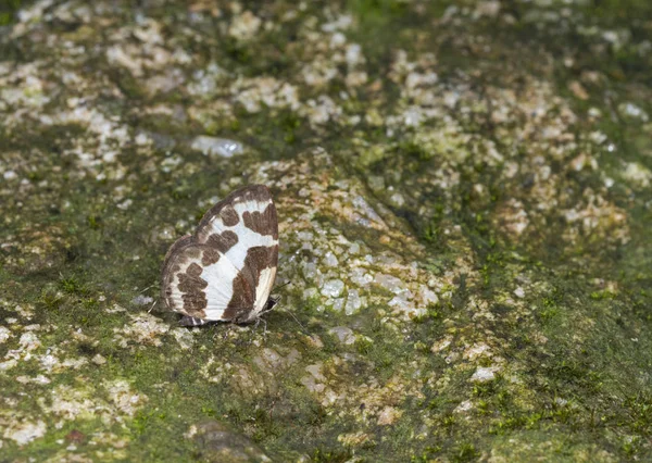 Armbåge Pierrot, Pycnophallium elna, fjäril, Garo kullar, Meghalaya — Stockfoto