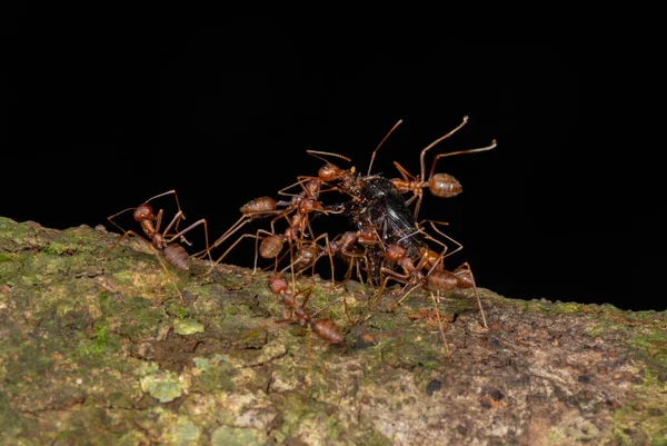 Ameisen tragen töten, garo Hügel, meghalaya, Indien — Stockfoto
