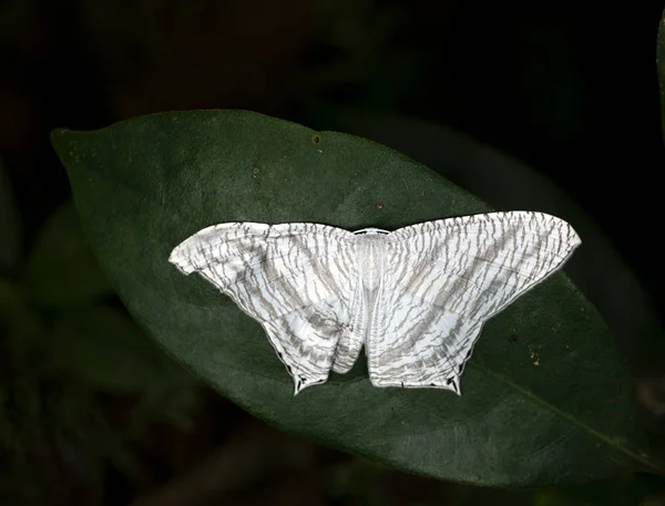 Mikronia Acuelata, Moth, Garo Hills, Meghalaya, Indien — Stockfoto