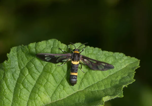 Amata Cysseus, a mariposa, Garo Hills, Meghalaya, Índia — Fotografia de Stock