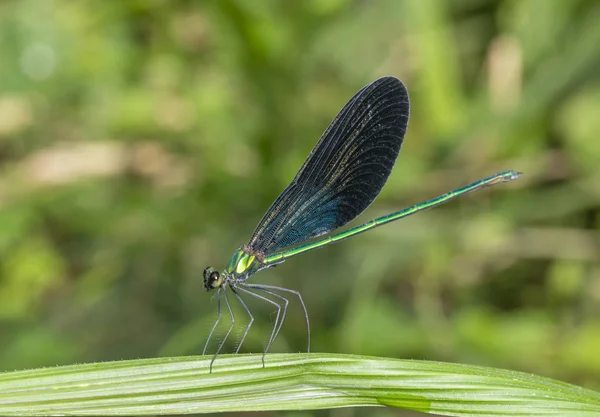 Matrona Nigripectus, damselfly, Garo Hills, Meghalaya, India. —  Fotos de Stock