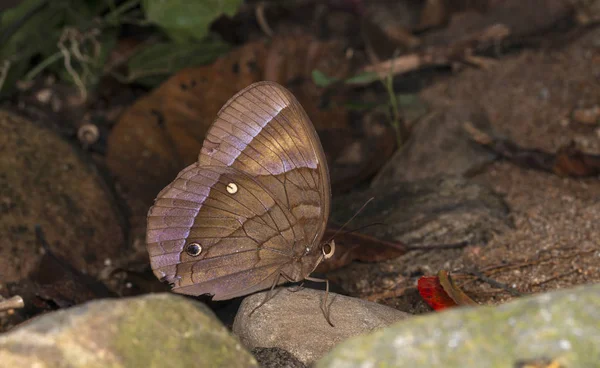 Djungel Härlighet fjäril, Tumantis diores, Garo kullar, Meghalaya — Stockfoto