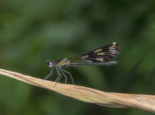 Aristocypha Quadrimaculata, Damselfy, Garo Hills, Meghalaya, India — Foto Stock