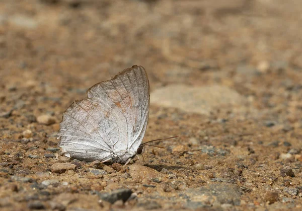 Rayon de soleil indien, Curetis thetis, papillon, Garo Hills, Meghalaya, Inde — Photo