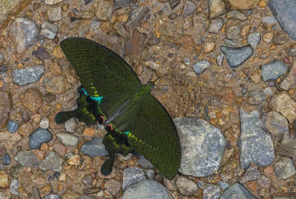 Paris Peacock, Papilio paris, papillon, Garo Hills, Meghalaya, Inde — Photo