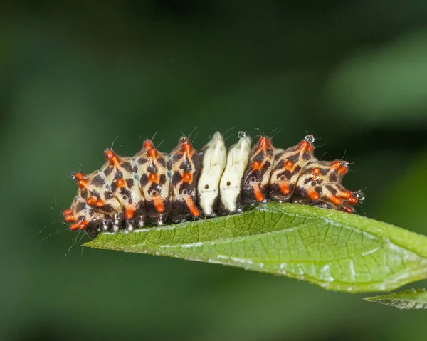 Larva de Cyclosia midama, Zygaenidae, Garo Hills, Meghalaya, Índia — Fotografia de Stock