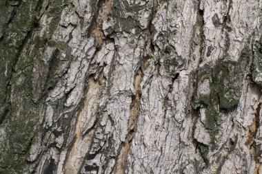 Eski meşe ağacı, meşe kabuğu yakın çekim