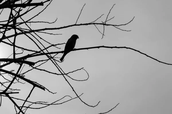 Moineau assis sur la branche de l'arbre — Photo