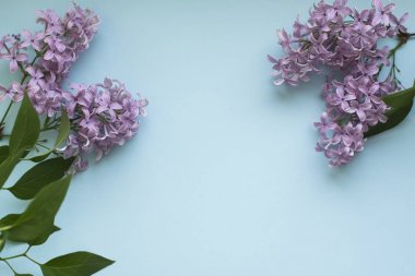 Mavi bir arka plan üzerinde mor Eflatun çiçekler