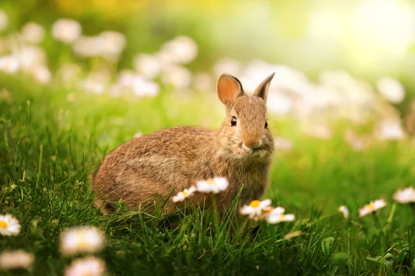 Çayırda Yabani Tavşan — Stok fotoğraf