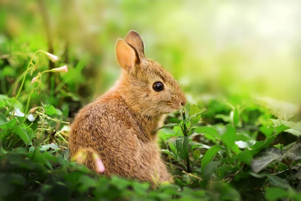 Çayırda Yabani Tavşan — Stok fotoğraf