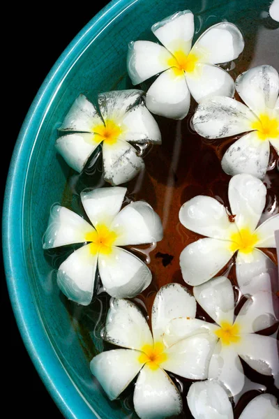 Frangipani çiçekler