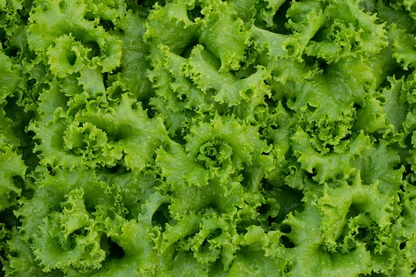 Closeup Fresh Green Lettuce — Stock Photo, Image