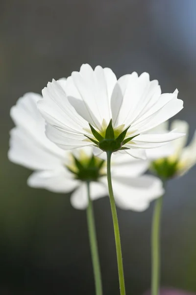 tatlı beyaz cosmos çiçek