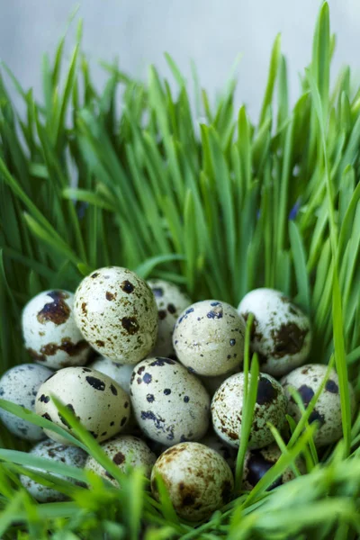 Wiele jaj przepiórczych leżał w porośnięte kiełki pszenicy — Zdjęcie stockowe
