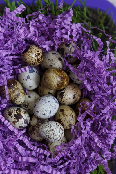 Quail eggs — Stock Photo, Image