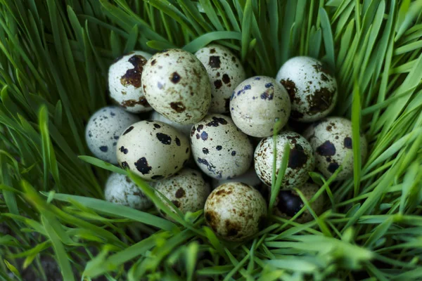 Muchos huevos de codorniz ponen en gérmenes de trigo germinados — Foto de Stock