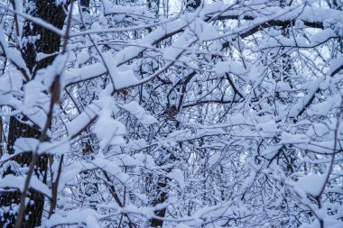 Kış ağacı arka planı