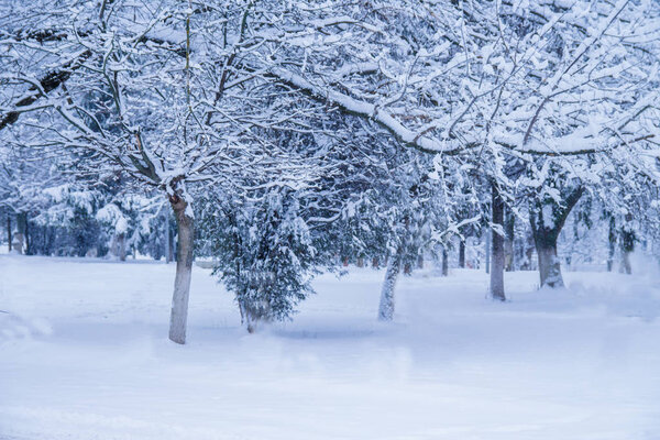 Winter forest: branches of trees covered with a thick layer of snow