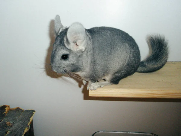 Chincilla gris sentada en el estante blanco y mirando a la cámara . —  Fotos de Stock