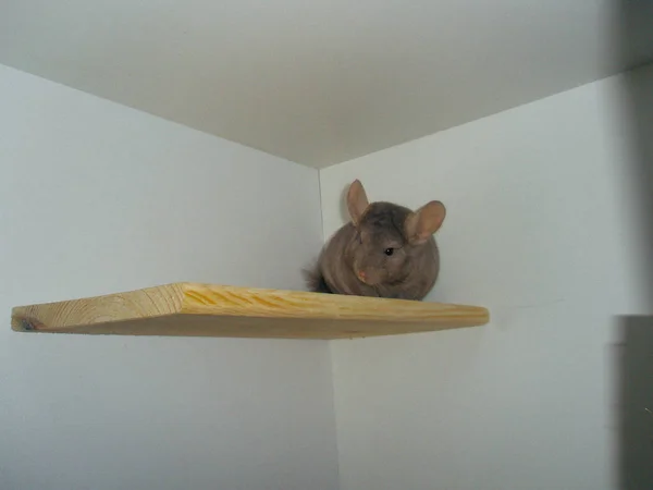 Chincilla bege sentado na prateleira branca e olhando para a câmera . — Fotografia de Stock