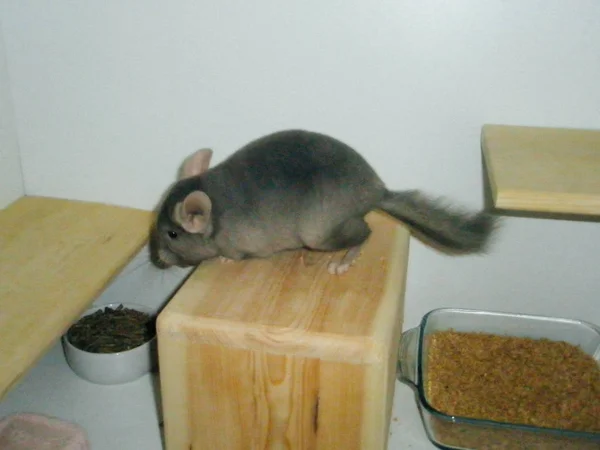 Chincilla bege sentado na prateleira branca e olhando para a câmera . — Fotografia de Stock