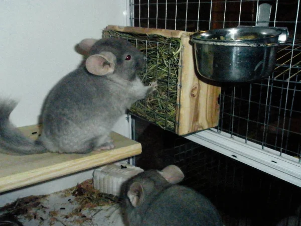 Chincilla bege sentado na prateleira branca e olhando para a câmera . — Fotografia de Stock