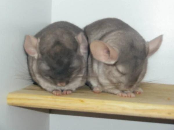 Duas chinchilas bege dormindo em uma prateleira — Fotografia de Stock