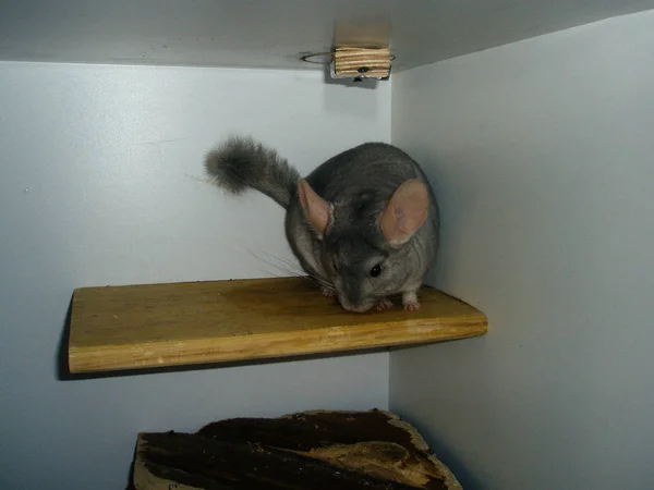 Chincilla bege sentado na prateleira branca e olhando para a câmera . — Fotografia de Stock