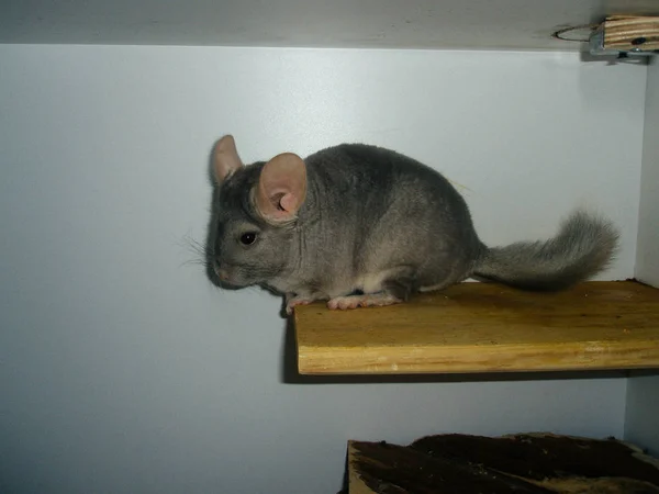 Chincilla bege sentado na prateleira branca e olhando para a câmera . — Fotografia de Stock