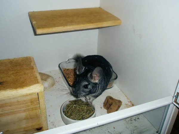 Chincilla cinza sentado na prateleira branca e olhando para a câmera . — Fotografia de Stock