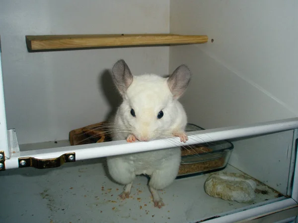 Chinchilla blanc mange et court autour de la cage — Photo