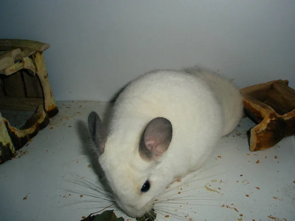 Chinchila branca come e corre ao redor da gaiola — Fotografia de Stock