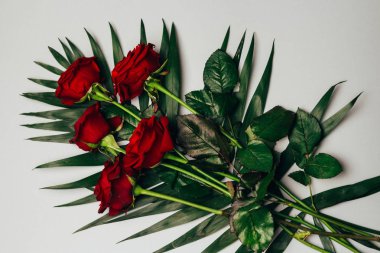 gri bir arka planda, yeşil kırmızı gül yaprakları