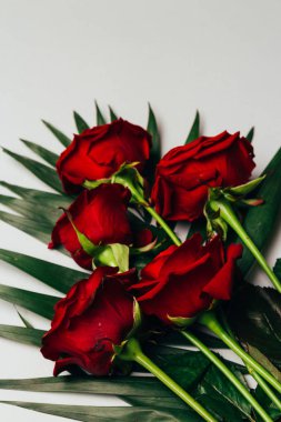 gri bir arka planda, yeşil kırmızı gül yaprakları
